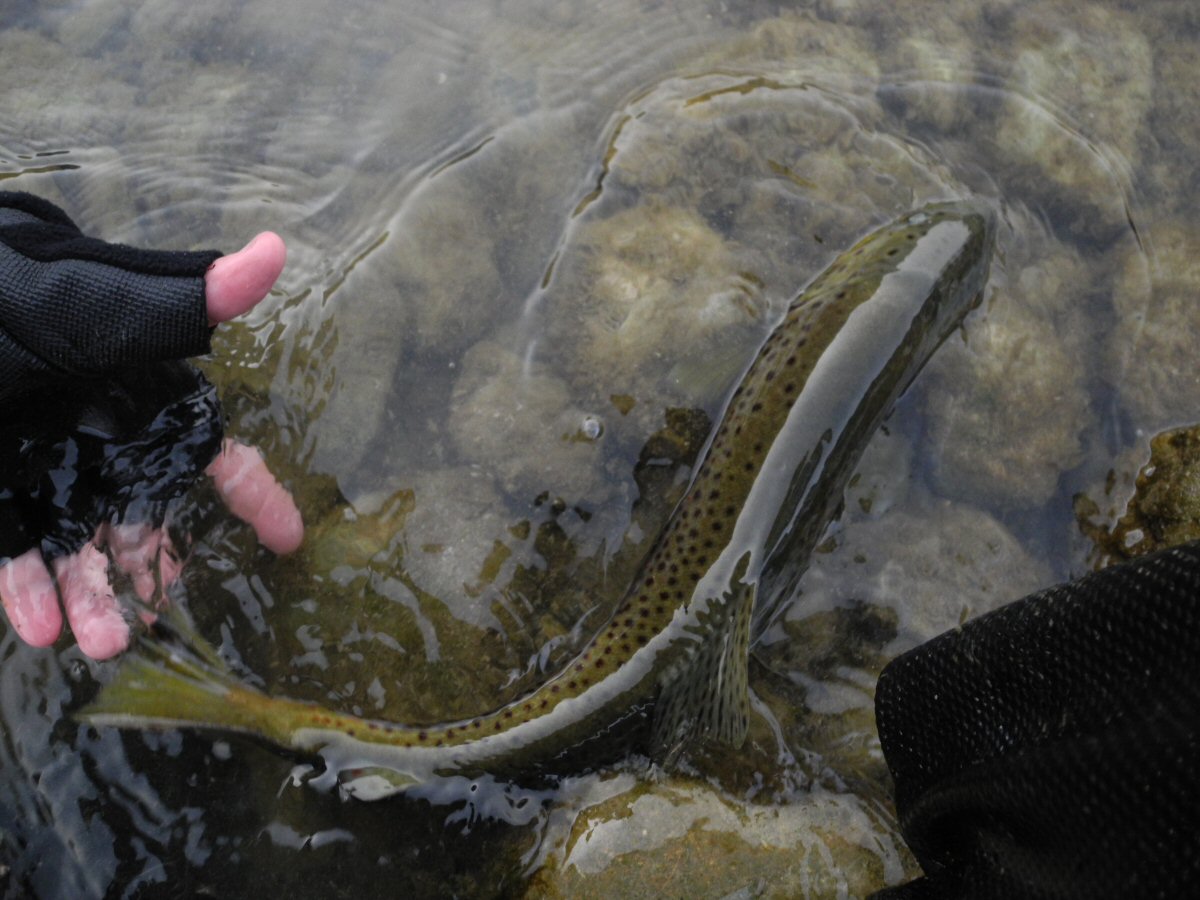 Catch and Release is recommended!