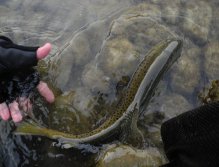 Catch and Release is recommended!