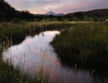 Feeding time at low light