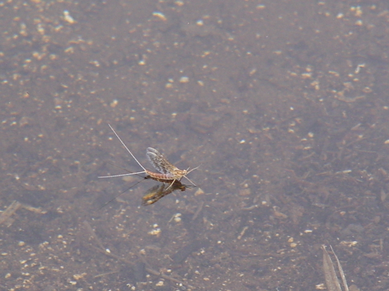 Mayflies everywhere