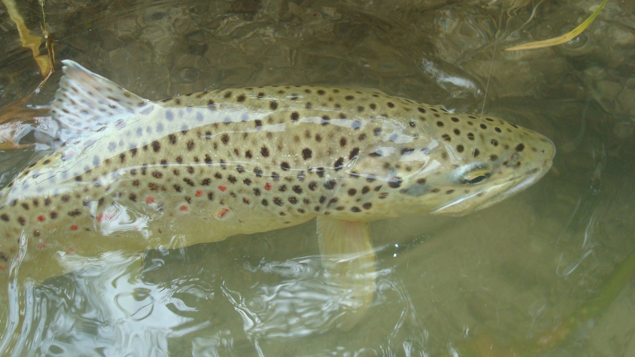 Deceived by a drag free float