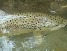 Deceived by a drag free float