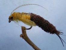 Pupa Potamophylax (rokafly)