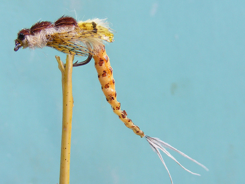 Wiggly Danica (rokafly)