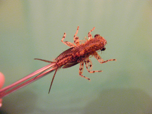 Rhithrogena nymph (rokafly)