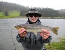 Brown trout