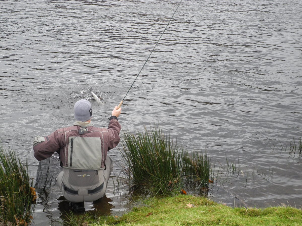 Grayling on the rod