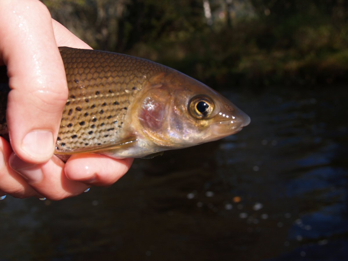 Lady of the stream - portrait
