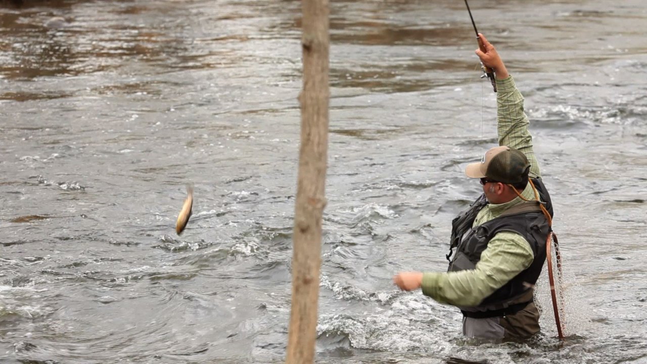 There is no shortage of fish catching action