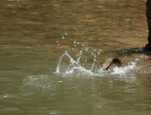 Fish landing tactics can be key. With a ton of fish hooked, a ton of visualizations of landing tactics are also reviewed