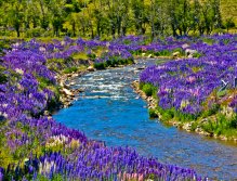 And paintings by Monet