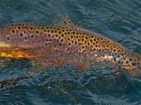 Extreme South America