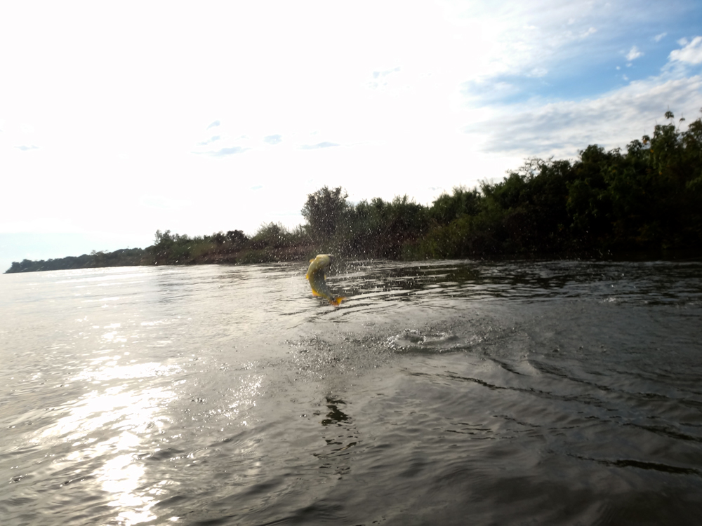 Dorados jump at least 3 times depending on their size