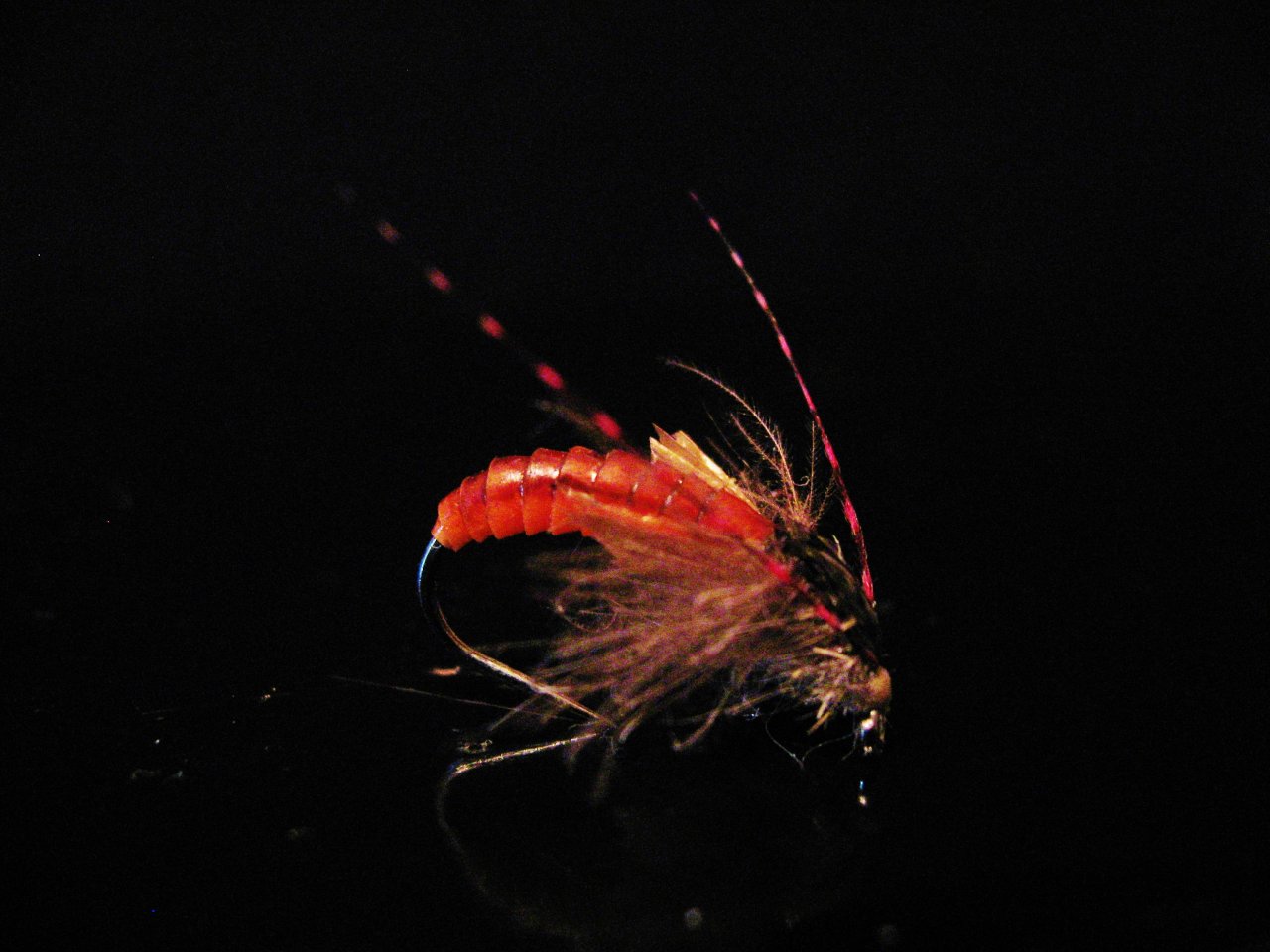 Pupa Caddis