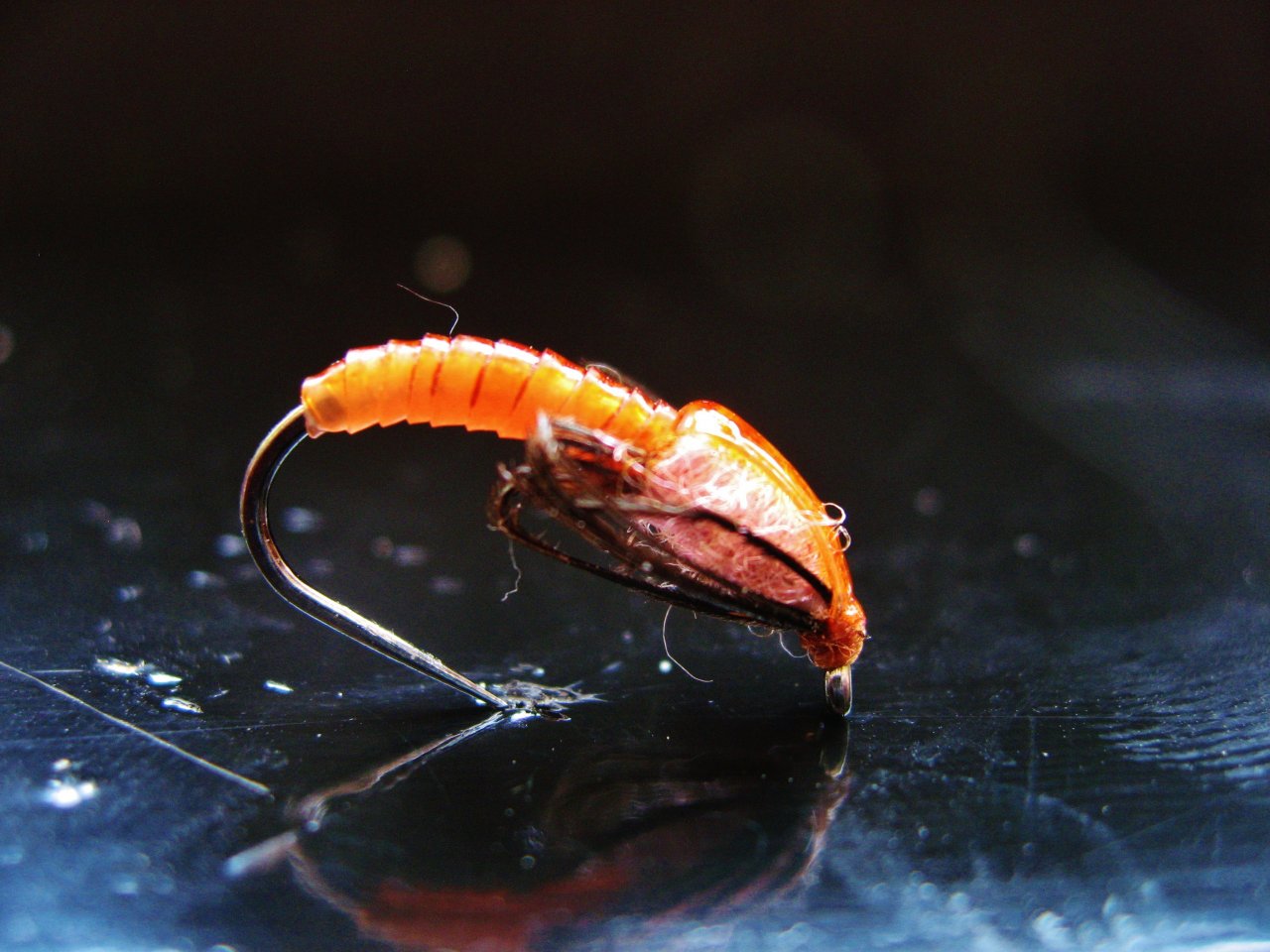 Caddis Pupa V.