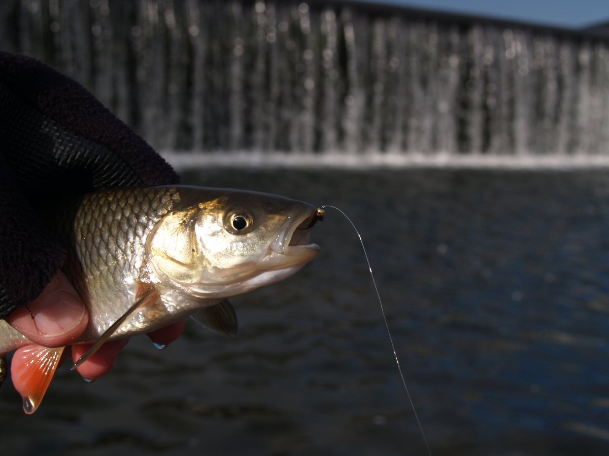 Under the weir