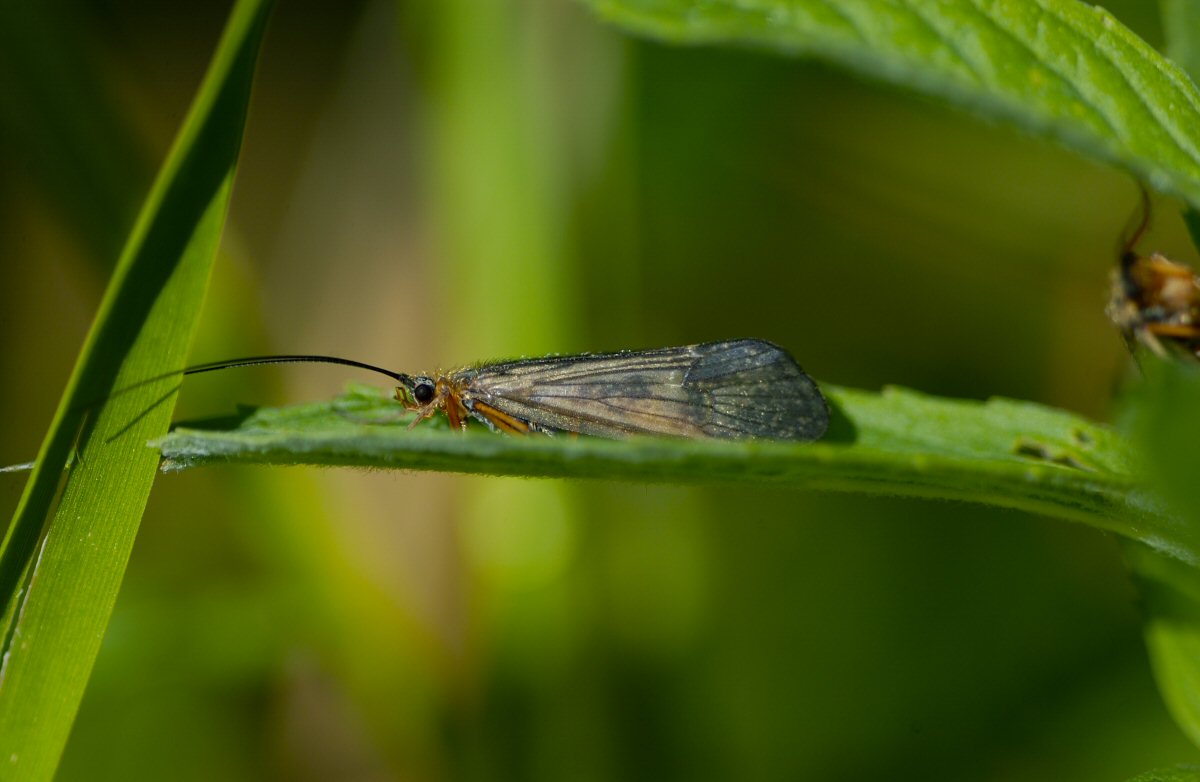 Adult tan caddis.