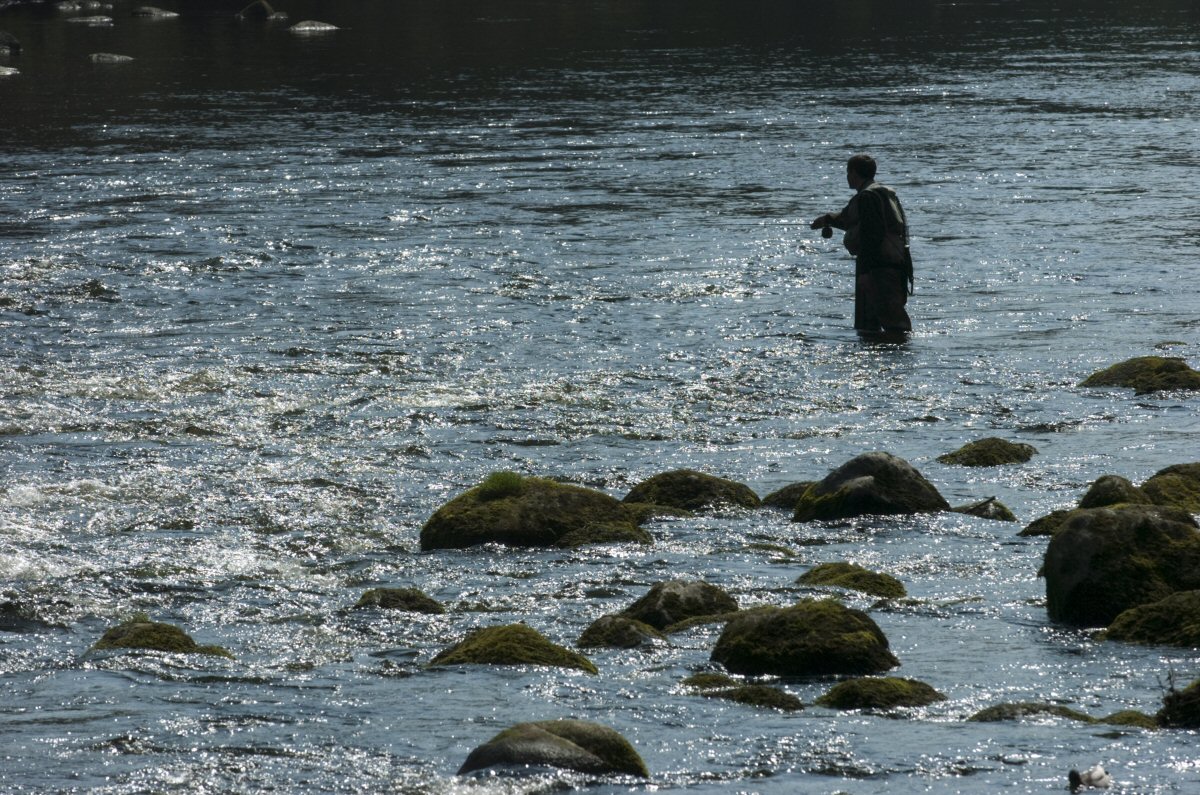 Shallow nymphing techniques in the tail of a nice run.