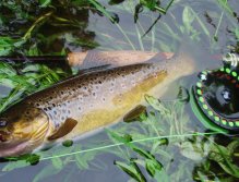 Brown Trout