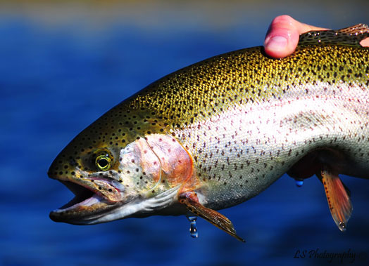 Chunky, Fat Kamloop Rainbow from Sheridan Lake in Island Park, Idaho, Nice Rainbow Trout taking Callibaetis dries on a nice summer afternoon.