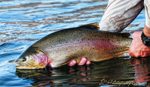 Mr. Hybrid, Large Hybrid Rainbow from Henrys Lake, Idaho,  This large spring Rainbow Trout taken on a leech pattern down deep.