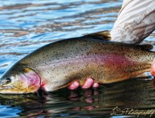 Mr. Hybrid, Large Hybrid Rainbow from Henrys Lake, Idaho,  This large spring Rainbow Trout taken on a leech pattern down deep.