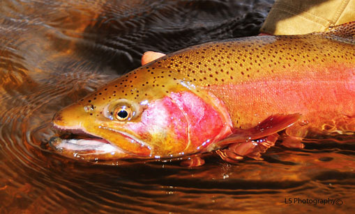 Early Rainbow, Large Rainbow from the Laramie River outside of Laramie, Wyoming, Living large in a small river in Laramie River on a nice Streamer pattern.