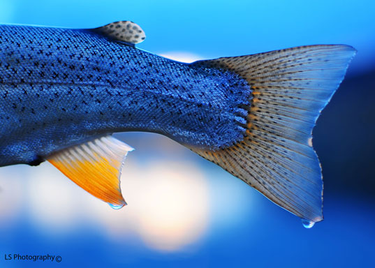 Rainbow Trout,  A late evening Rainbow at Delaney Butte Lakes in Walden, Colorado, The Delaney Buttes lakes hold some very nice fish and a lot of variety with Rainbows, Cutthroat and Brown Trout.
