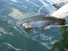 Summer Rainbow,  Kamloop Rainbow from Sheridan Lake in Island Park, Idaho, During the summer months you can site fish for big cruising Rainbows.