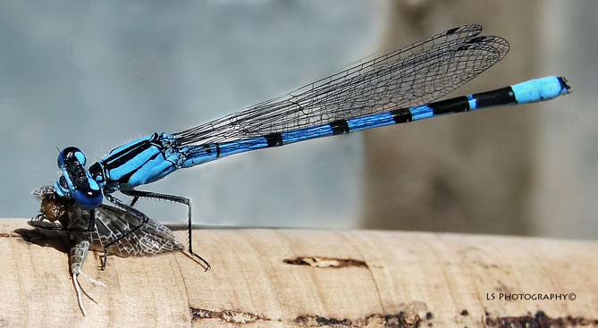Damsel Eating Lunch,  Damsel fly eating a Callibaetis Mayfly, Damsels are very aggressive and will eat a lot of the other insects in or around the lake.