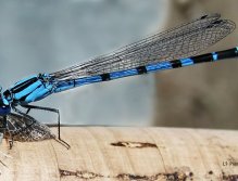 Damsel Eating Lunch,  Damsel fly eating a Callibaetis Mayfly, Damsels are very aggressive and will eat a lot of the other insects in or around the lake.