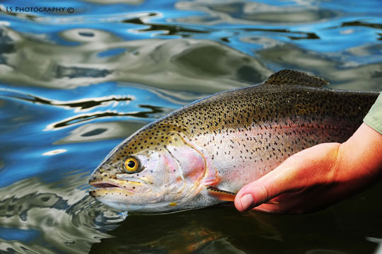 Solid Rainbow,  Nice Rainbow from Henrys Lake in Island Park, Idaho, A nice Rainbow Trout caught in deeper water on leech pattern.