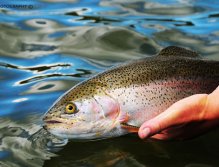 Solid Rainbow,  Nice Rainbow from Henrys Lake in Island Park, Idaho, A nice Rainbow Trout caught in deeper water on leech pattern.