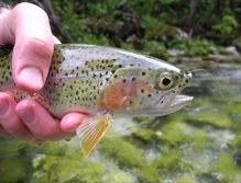Trebuščica rainbow