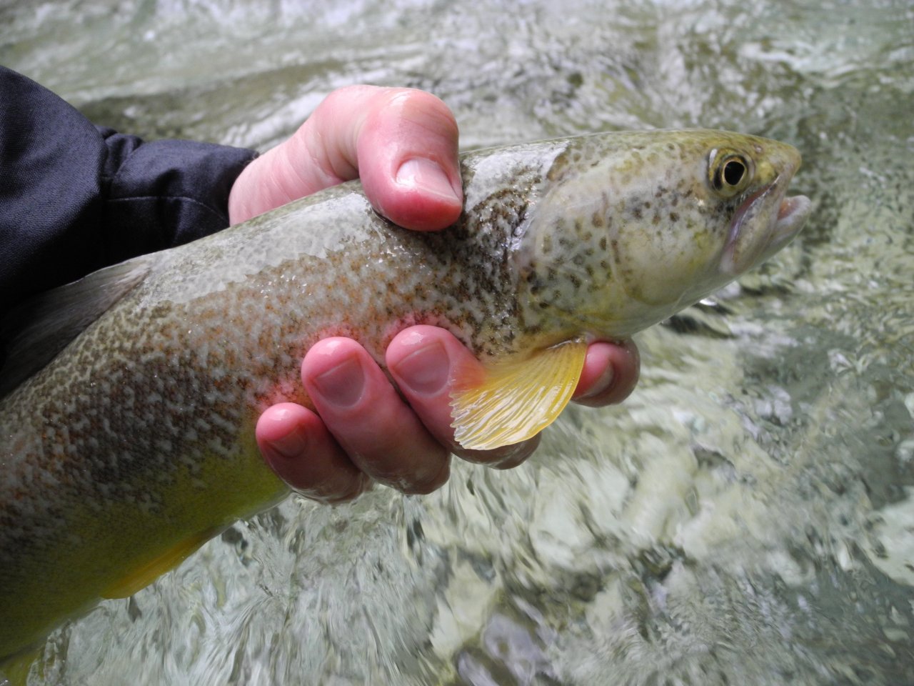 My first marble trout