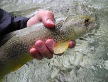 My first marble trout