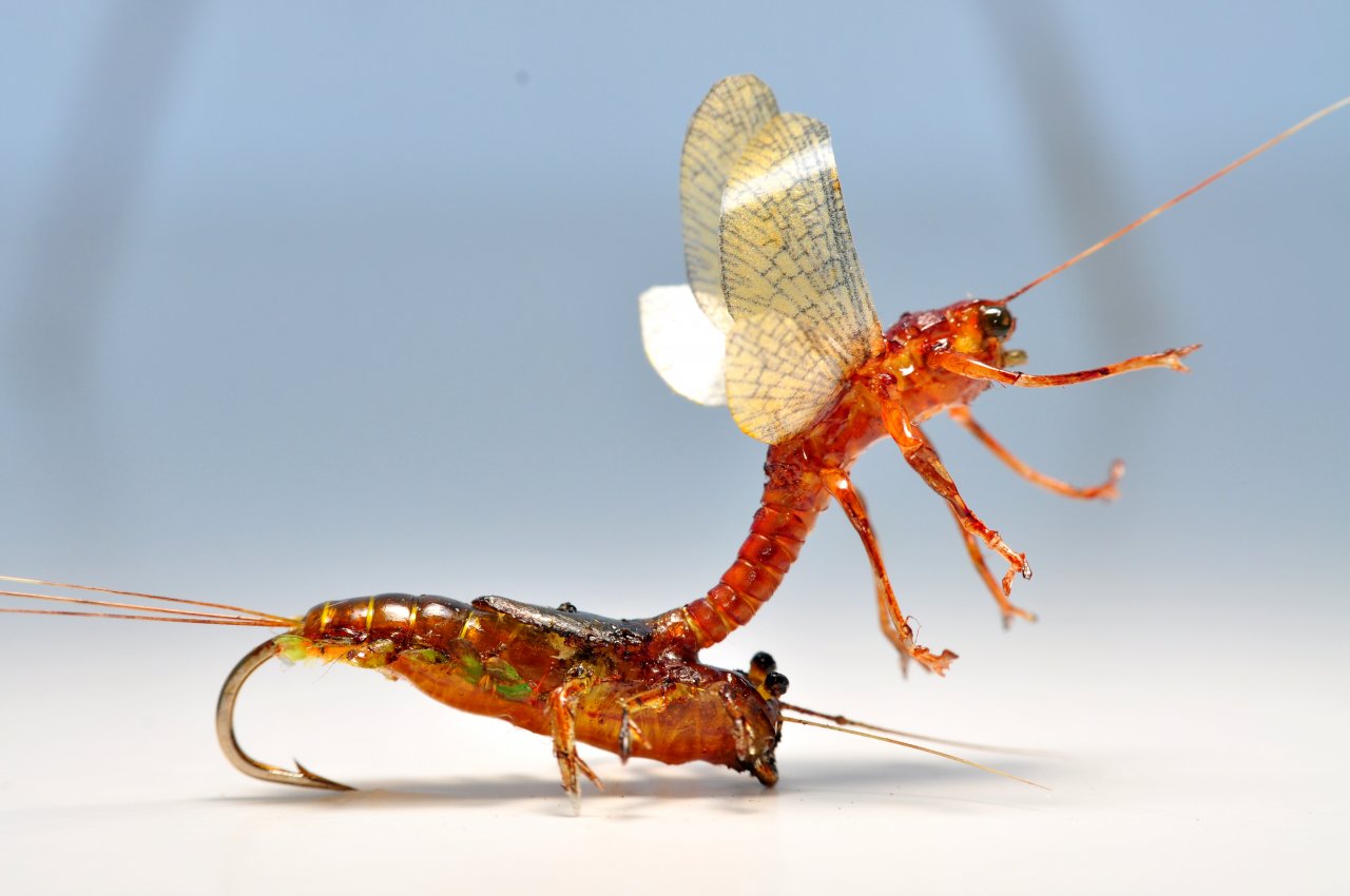 Ecdyonurus transformation