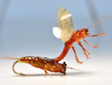 Ecdyonurus transformation