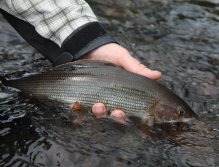 Swedish Lapland - Kaitum