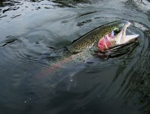 Rainbow Trout