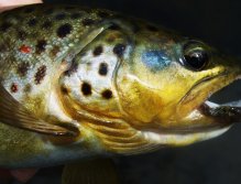 Brown Trout