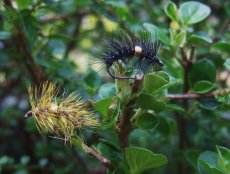 U svrku - AR BeadHeart Cactus