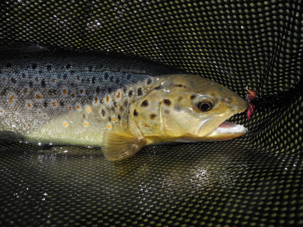 Brown trout in the net