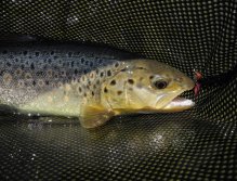 Brown trout in the net