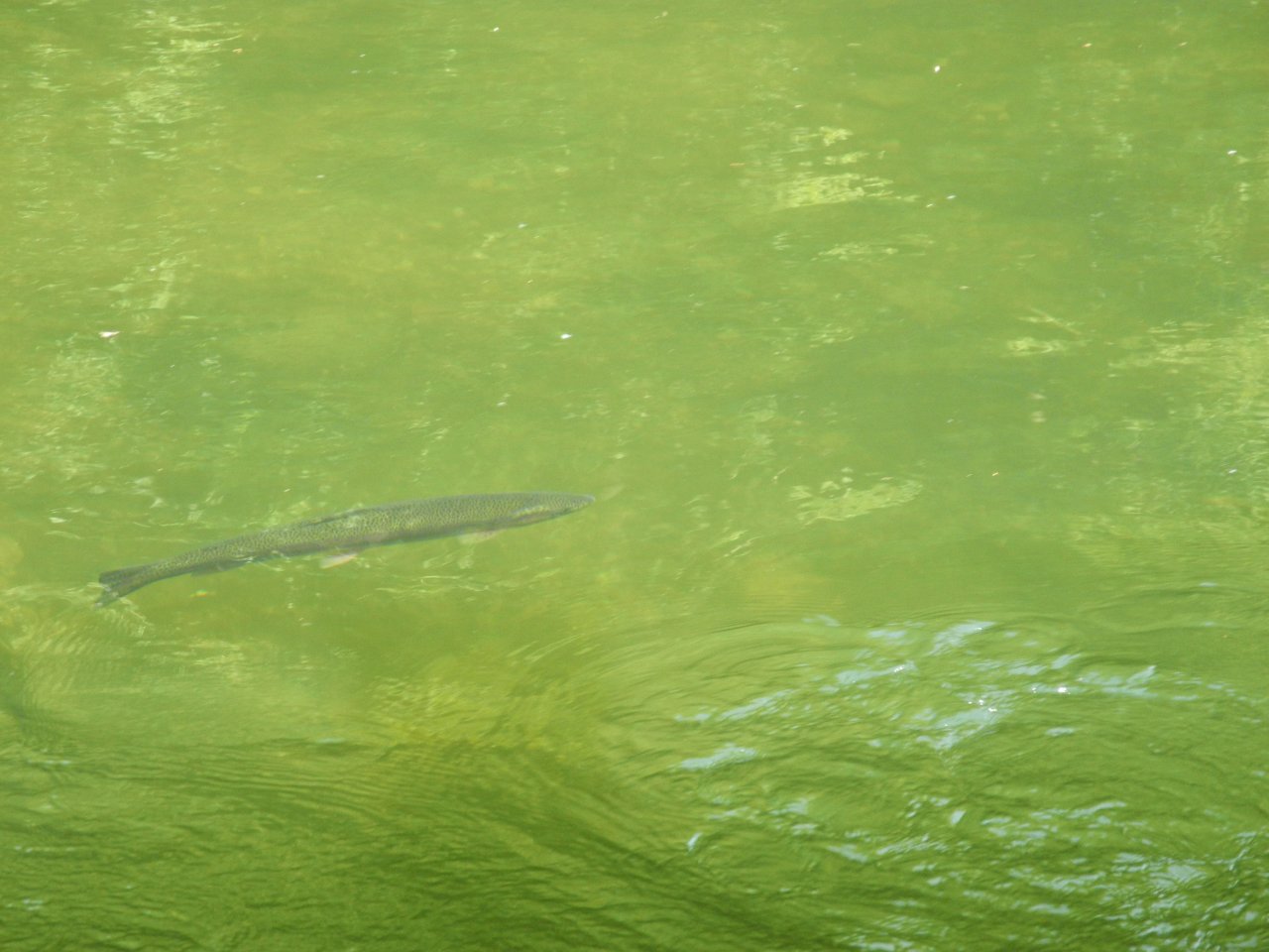 Active rainbow trout