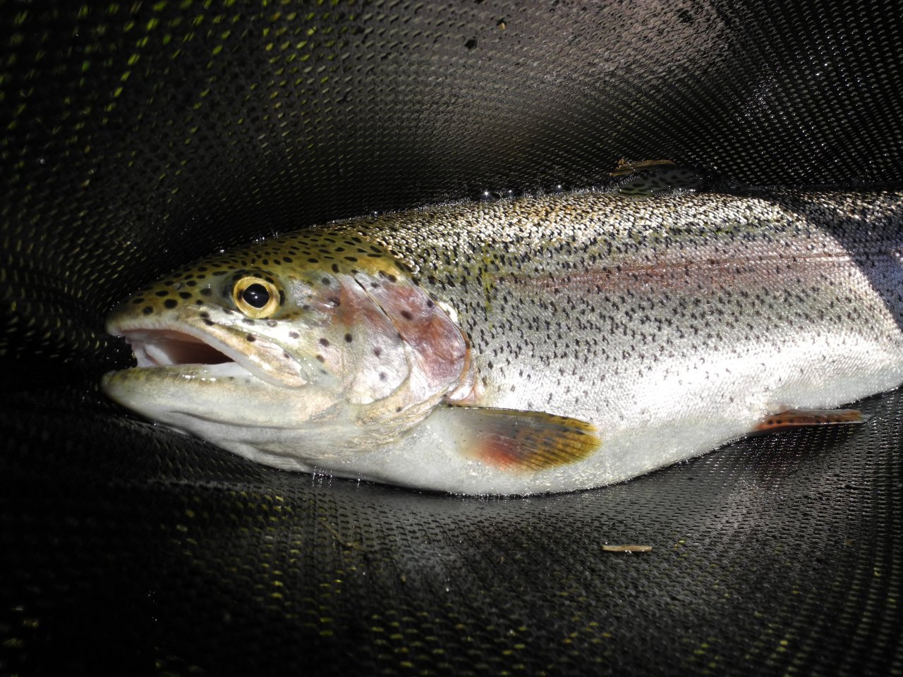 Rainbow trout in the net