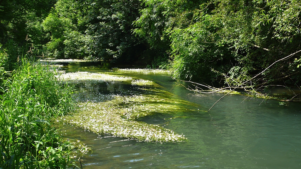 A beautifull small creek