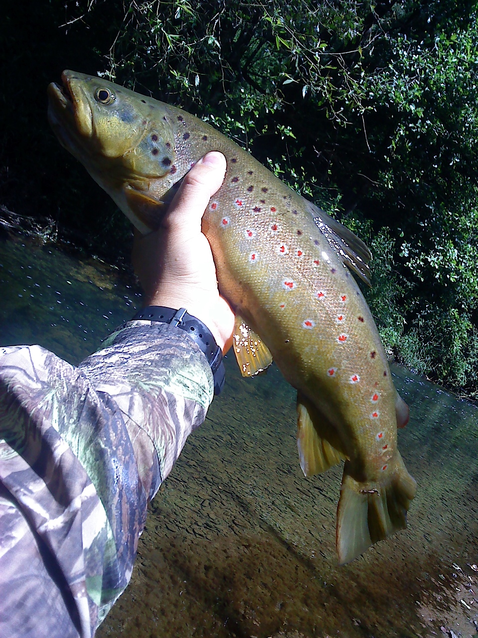 Check it out !! You have very beautiful trouts in the small French creeks