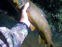Check it out !! You have very beautiful trouts in the small French creeks