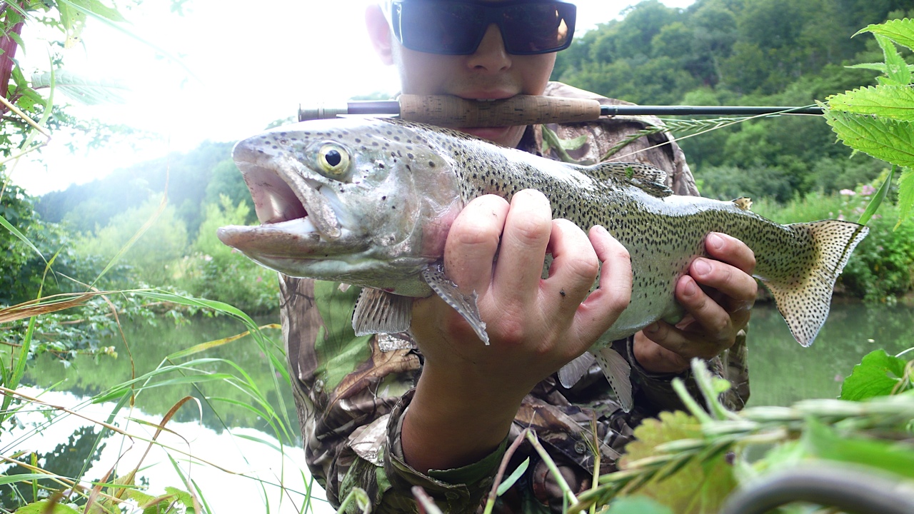 One of my rainbow trouts